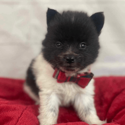 PET BREEDING